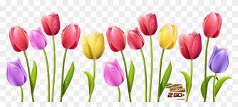 Over 32,854 tulip flower pictures to choose from, with no signup needed. Tulip Flower Free Png Transparent Images Free Clipart Free Clip Art Tulips Free Transparent Png Clipart Images Download