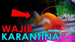 Aku sedot lidahnya yang mengandung banyak air liur, kemudian aku jilat giginya yang putih dan rapi itu. 5 Tanda Ikan Mas Koki Wajib Dikarantina Jangan Diabaikan Youtube