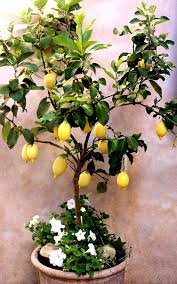 Epingle Sur Dans Mon Jardin Et Plantes D Interieur