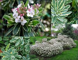 Maybe you would like to learn more about one of these? Daphne X Burkwoodii Carol Mackie Carol Mackie Daphne Zone 5 2 5 High Wide Landscape Shading Outdoor Flowers Front Yard Makeover