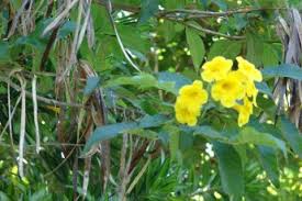 Image result for Tabernaemontana inconspicua