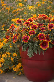 Arizona Sun Blanket Flower