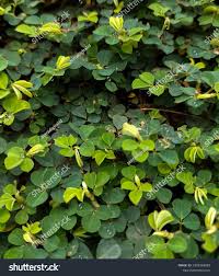 Image result for Grona triflora