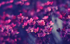 The great collection of flowers pictures wallpapers for desktop, laptop and mobiles. Purple Flowers Hd Wallpapers Top Free Purple Flowers Hd Backgrounds Wallpaperaccess
