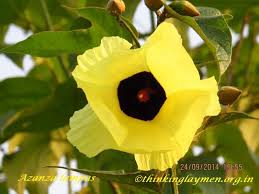 Image result for Azanza lampas