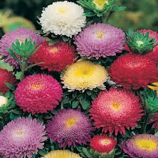 Nama umum zinnia berasal dari ahli botani profesor jerman johann gottfrid zinn, yang termasuk di antara yang pertama menumbuhkan spesies ini. Bibit Matoa Jual Benih Tanaman Hias