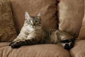 Ich war schon ein bisschen sauer auf ihn, vor allem weil ich angst hatte den gestank nicht mehr entfernen zu können. Katzenurin Entfernen Aus Dem Sofa So Klappt S