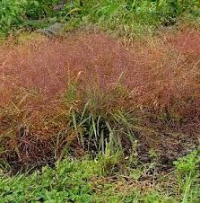 Image result for Eragrostis habrantha