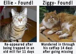 How To Find A Missing Or Lost Cat Help Advice What To Do If You Have Found A Stray Cat Cat Chat