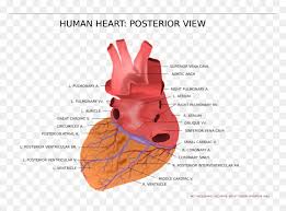 There is a printable worksheet available for download here so you can take the quiz with pen and paper. View Of Human Heart Png Download Anatomical Heart Posterior View Transparent Png Vhv