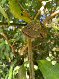Image result for Tabernaemontana ventricosa
