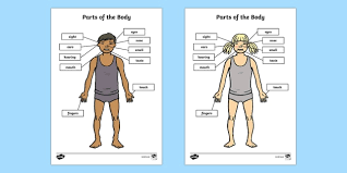 The overall movement starts with flexion, followed by abduction, extension and finally adduction. Free Parts Of The Body Senses Labeling Worksheet Worksheet