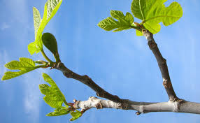 Le terme « pourridié » Taille Du Figuier Quand Et Comment Tailler Un Figier