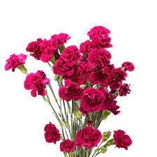 Buy Vibrant Inexpensive Purple Spray Carnation Carnations Carnation Flower Mini Carnations
