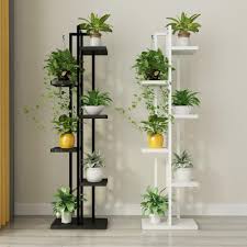 Pin On Plants When they get dusty, that causes plants not to breathe.