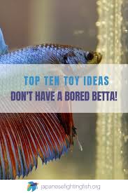 Top 10 Ideas For Betta Fish Toys Don T Have A Bored Betta Betta Fish Toys Betta Aquarium Betta Fish Tank
