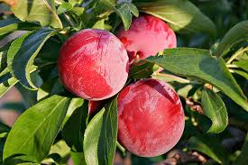 Varieties like eureka and meyer grows faster and churn out fruits sooner. Fruit Trees Fruit Tree Images With Name