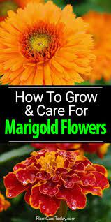 How To Grow And Care For Marigold Flowers Growing Marigolds Marigold Flower Beautiful Flowers Garden