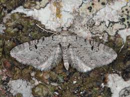 Image result for Eupithecia actaeata