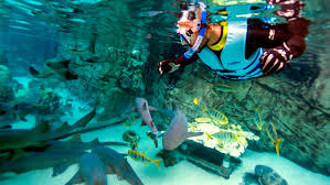 Snorkel with Sharks in Orlando, Florida - Discovery Cove