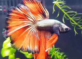 Bettas are a popular pet fish, requiring little space and an easy diet of flake foods. How To Use Water Conditioner For Betta Fish Aquamantra
