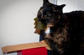 No wonder most will live close to caves where bats exist in large numbers. Is It Healthy For Cats To Eat Nori Quora