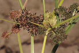 Image result for Cyperus difformis