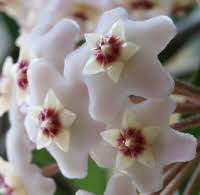Use white flowers alone in a white flower garden or pair them with any other flower color.white goes with everything! Wax Plant Hoya Carnosa Pictures Care Tips
