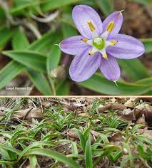 Image result for Xerophyta humilis