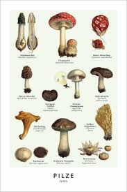 These organisms are classified as a kingdom, separately from the other eukaryotic kingdoms, those being plantae, animalia, protozoa, and chromista. Wunderkammer Collection Pilze Poster Online Bestellen Posterlounge De