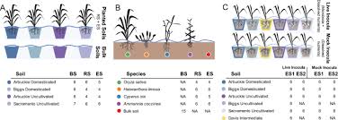 Check spelling or type a new query. Soil Domestication By Rice Cultivation Results In Plant Soil Feedback Through Shifts In Soil Microbiota Genome Biology Full Text
