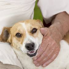 Dobbins road phoenix, az 85041 driving directions adoptions by appointment tuesday through sunday, 9 a.m. Arizona Shelter Adopts Foster Centric Model Thanks To Maddie Chew On This