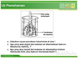 Demikian beberapa fungsi kalsium pada tubuh manusia. Fotosintesis Pada Tumbuhan Ppt Download