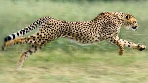 Top 12 Fastest Land Animals In The World In 2020 Animals Animals Of The World Cheetahs