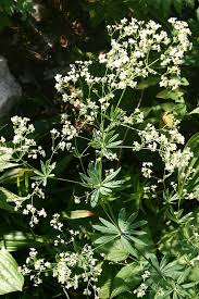 Image result for Galium ossirwaense