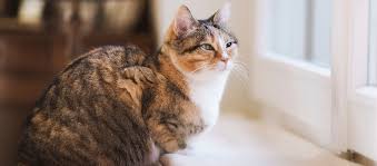 Das ist nicht unbedingt ein indiz dafür, dass deine katze eine einzelkatze ist. Katze Alleine Lassen Worauf Sie Achten Sollten Fressnapf