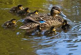 Ducklings grow up and become independent a lot faster than you may think. Mother Duck And Ducklings Strikerins