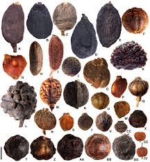 Image result for Cornaceae