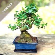 What sets our bonsai trees for sale apart from other online florists? Buy Bonsai Affordable Gardens4you Co Uk