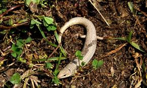 Great Plains Skink Plestiodon Obsoletus Nps Photo Many Reptiles Do Not Provide Any Care For Their Eggs Or Young Ho Reptiles And Amphibians Species Reptiles