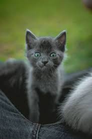 11 Amazing Facts About Cats Women S Cat T Shirts I Like Cats Very Much In 2020 Kitten Breeds Cat Facts Grey Kitten