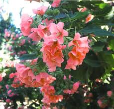 Image result for Dombeya