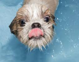Planning your puppy's first bath? Can You Use Baby Shampoo On Dogs No More Tears Practical Paw The Dog Lovers Toolkit