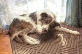 10 Reasons Why Your Dog Keeps Licking Their Paws So Much Pethelpful