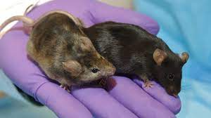 In The Future Lab Mice Will Live In Computer Chips Not Cages