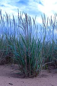 Image result for Pycnanthus