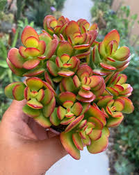 Image result for Crassula rhodesica