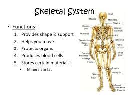 The brain also allows us to think, feel, remember and imagine. What Body Systems Allow A Person To Sneeze