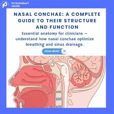 Nasal Conchae (Turbinates): A Complete Guide to Their Structure and  Function Physiotherapy SmartPT Academy