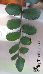 Image result for Pellaea dura